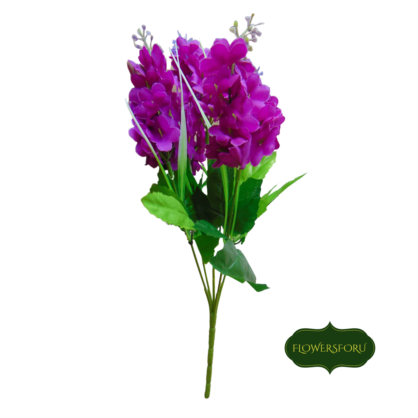 Hyacinth flower stem purple green leaves 34 cm long light