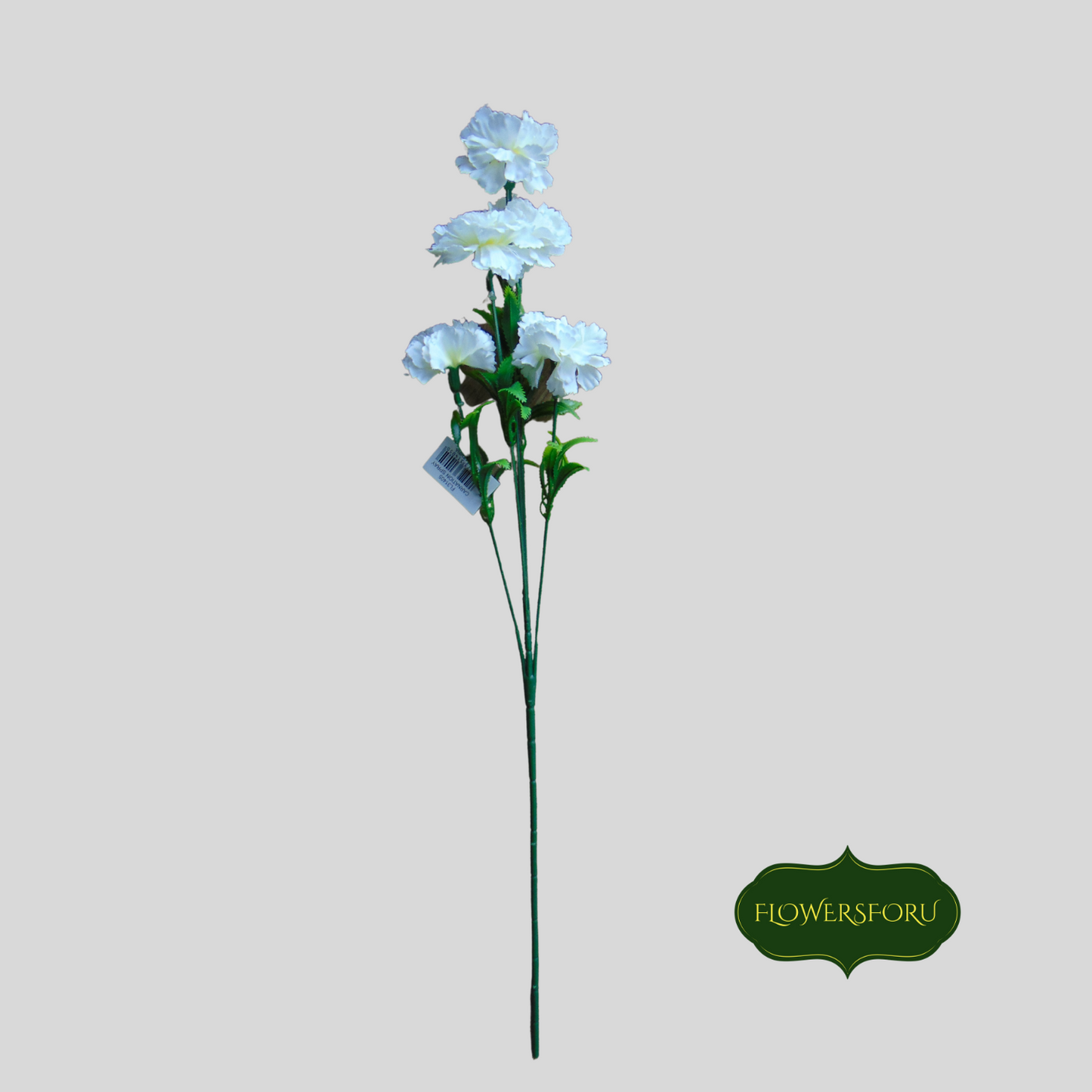 petals flower carnation white colour 62cm long stem 5 flowers leaves light green