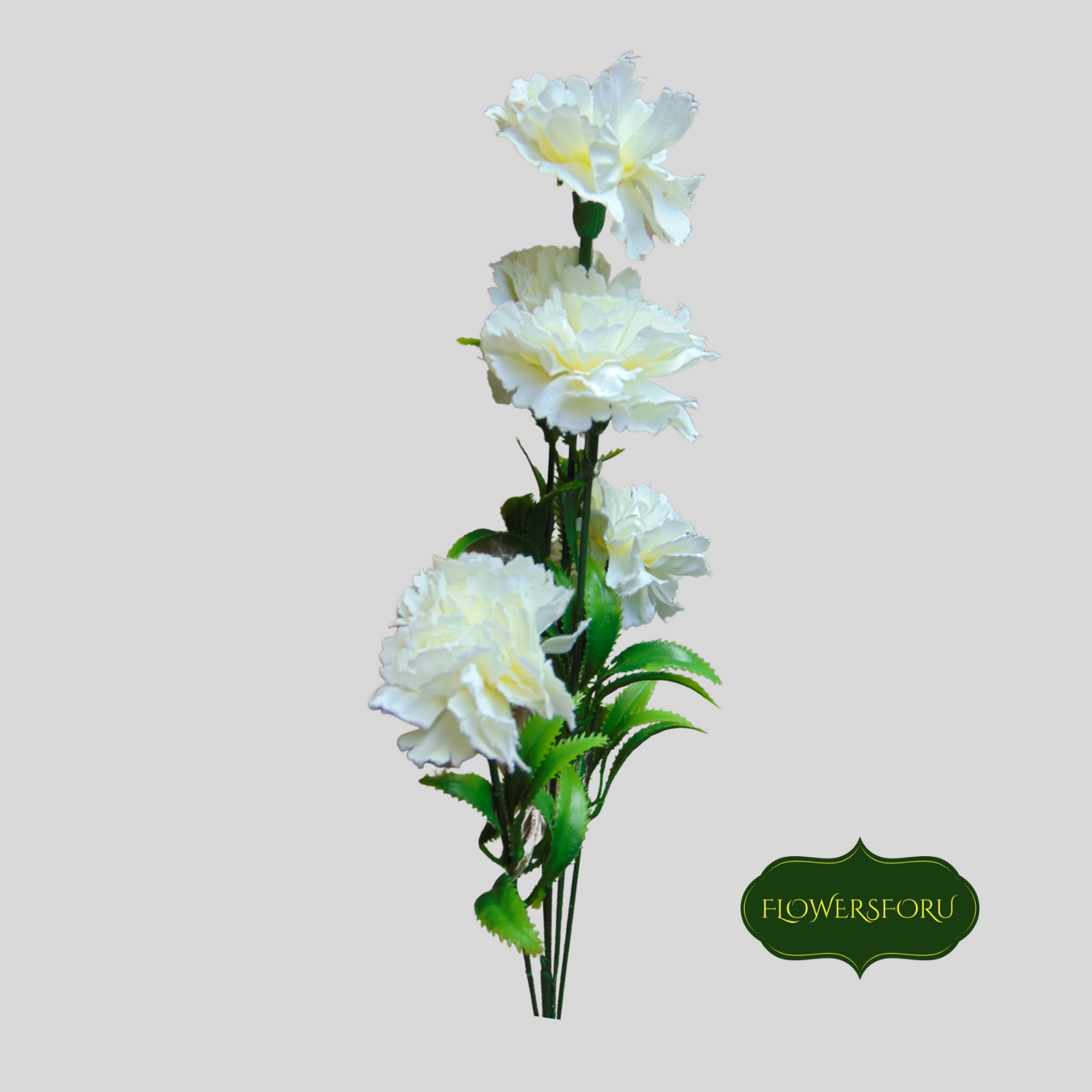 carnation flower leaves light green soft white petals 5 on 1 stem